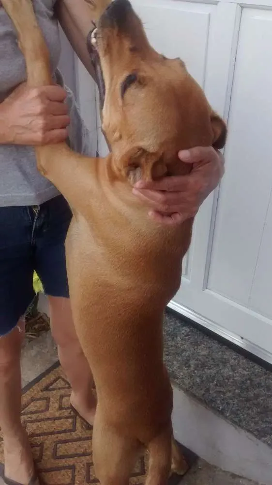 Cachorro ra a SRD idade 2 anos nome Amelinha
