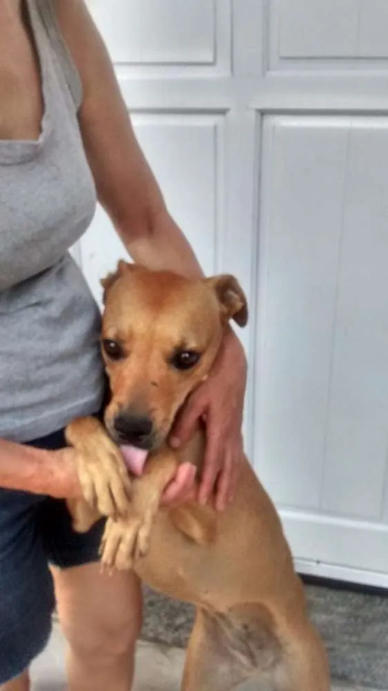 Cachorro ra a SRD idade 2 anos nome Amelinha