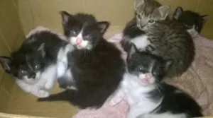 Gato raça Indefinido idade Abaixo de 2 meses nome Lindos gatinhos