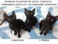 GATINHOS