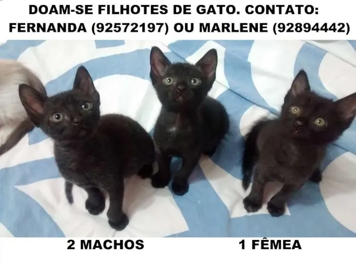 Gato ra a SRD idade Abaixo de 2 meses nome GATINHOS