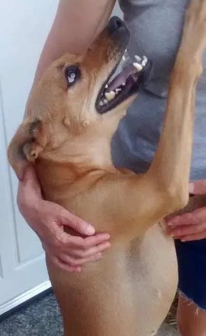 Cachorro ra a SRD idade 2 anos nome Amelinha