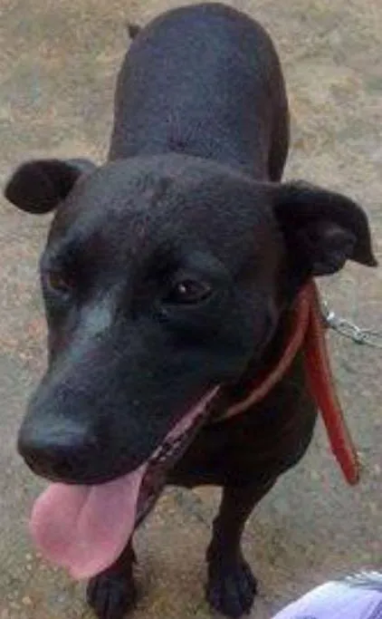 Cachorro ra a SRD idade 2 anos nome Nega