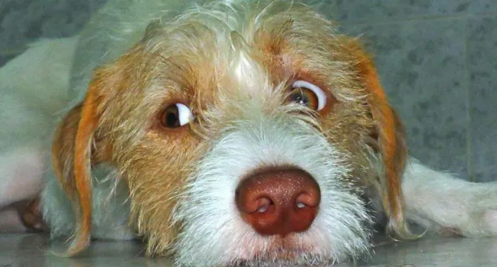 Cachorro ra a Vira lata idade 1 ano nome Joe