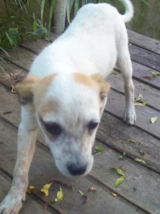 Cachorro ra a SRD idade 2 a 6 meses nome TICO