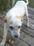 TICO