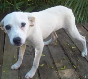 Cachorro raça SRD idade 7 a 11 meses nome NEVE