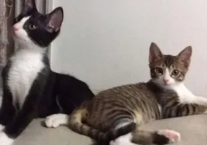 Gato raça SRD idade 2 a 6 meses nome LAURA E CAETANO