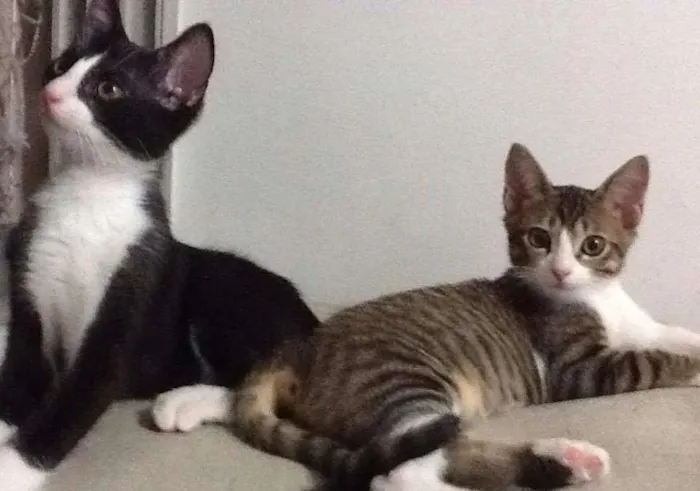 Gato ra a SRD idade 2 a 6 meses nome LAURA E CAETANO