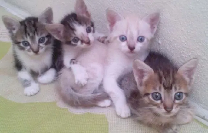 Gato ra a  idade Abaixo de 2 meses nome Sem Nome