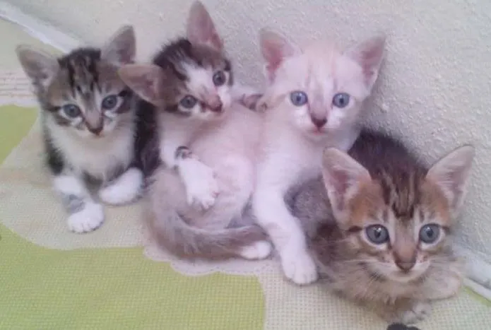 Gato ra a Não definida idade Abaixo de 2 meses nome Sem nome