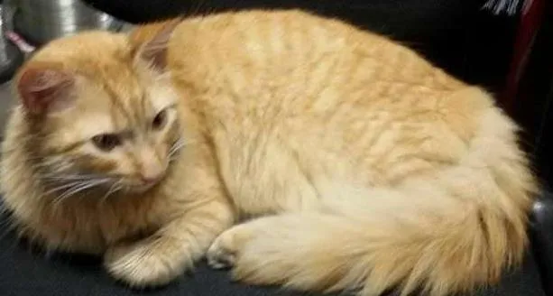 Gato ra a  idade 1 ano nome Ferrugem