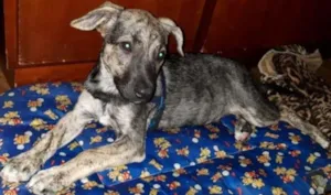 Cachorro raça SRD idade 2 a 6 meses nome Miudinho