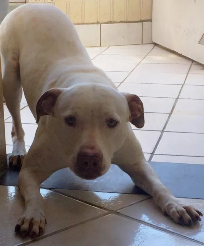 Cachorro ra a Mestiço idade 2 anos nome Alemão 