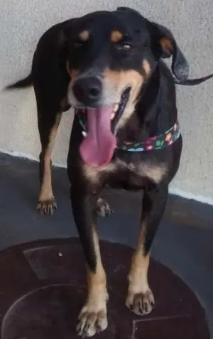 Cachorro raça SRD idade 4 anos nome Thor
