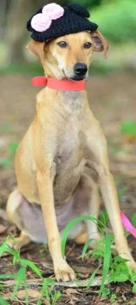 Cachorro raça SRD idade 1 ano nome Esperança