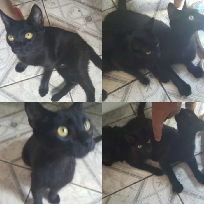 Gato raça  idade  nome Vários