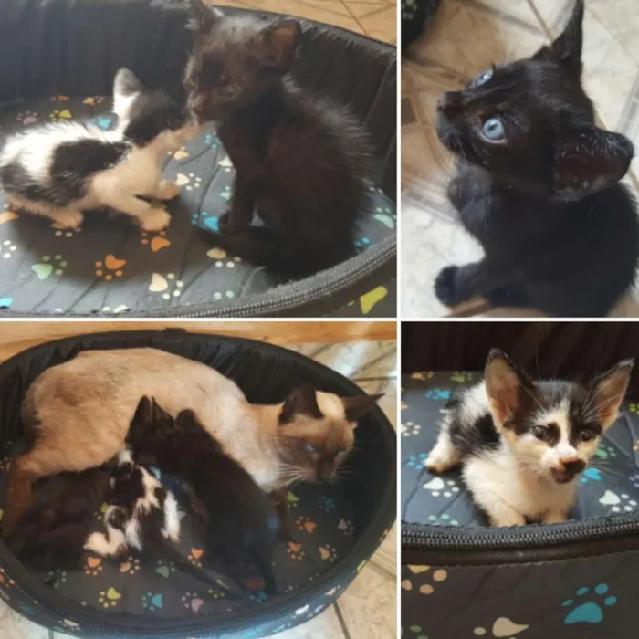 Gato raça  idade  nome Vários