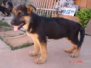 Cachorro raça alemão idade 1 ano nome pasto alemão