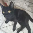 Vários