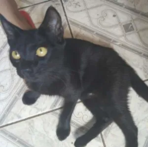 Gato raça  idade  nome Vários