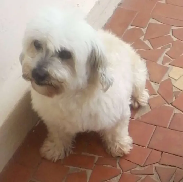 Cachorro ra a mestiço lhasa apso idade 6 ou mais anos nome Brenda