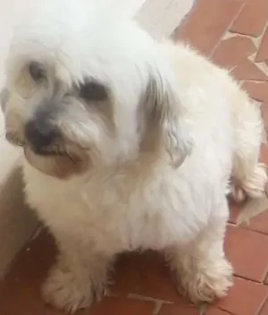 Cachorro raça mestiço lhasa apso idade 6 ou mais anos nome Brenda