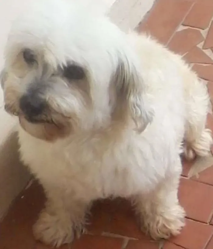 Cachorro ra a mestiço lhasa apso idade 6 ou mais anos nome Brenda