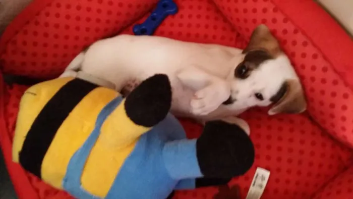 Cachorro ra a SRD idade Abaixo de 2 meses nome Nala