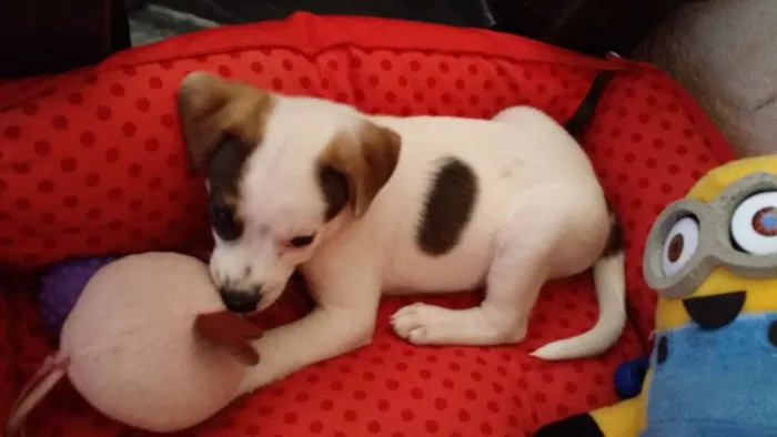 Cachorro ra a SRD idade Abaixo de 2 meses nome Nala