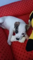 Nala
