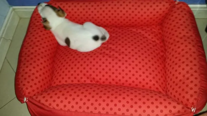 Cachorro ra a SRD idade Abaixo de 2 meses nome Nala