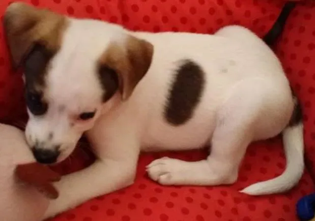 Cachorro ra a SRD idade Abaixo de 2 meses nome Nala