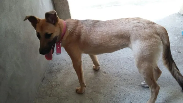 Cachorro ra a SRD idade 7 a 11 meses nome Samy