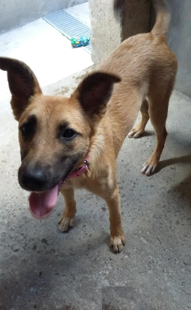Cachorro ra a SRD idade 7 a 11 meses nome Samy
