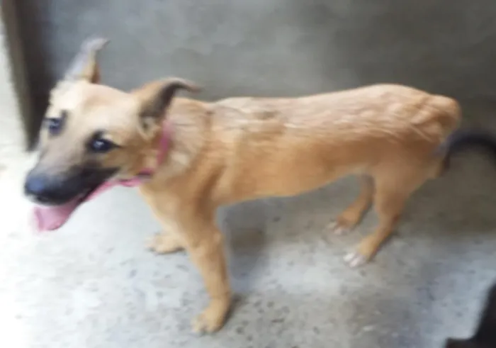 Cachorro ra a SRD idade 7 a 11 meses nome Samy