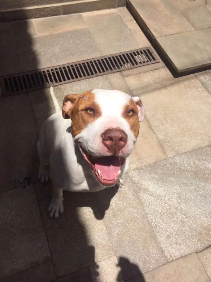 Cachorro ra a Pit-Bull idade 3 anos nome LARA