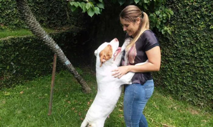 Cachorro ra a Pit-Bull idade 3 anos nome LARA