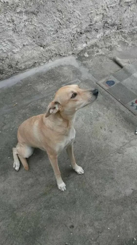 Cachorro raça SRD idade 1 ano nome Tedy e Madona