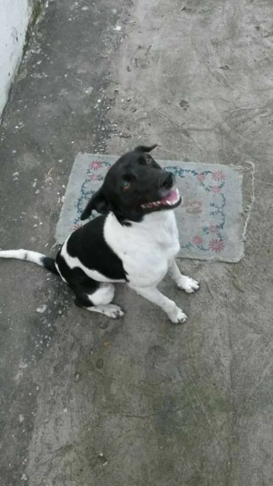 Cachorro raça SRD idade 1 ano nome Tedy e Madona