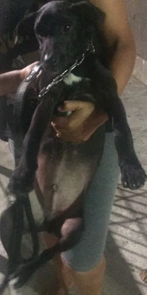 Cachorro raça Vira lata idade  nome Sem nome