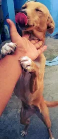 Belinha