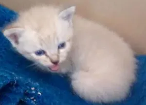 Gato raça  idade Abaixo de 2 meses nome Jujuba