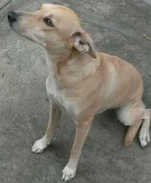 Cachorro raça SRD idade 1 ano nome Tedy e Madona