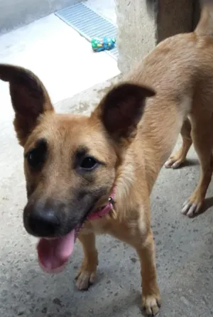 Cachorro raça SRD idade 7 a 11 meses nome Samy