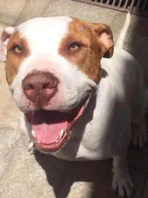 Cachorro raça Pit-Bull idade 3 anos nome LARA