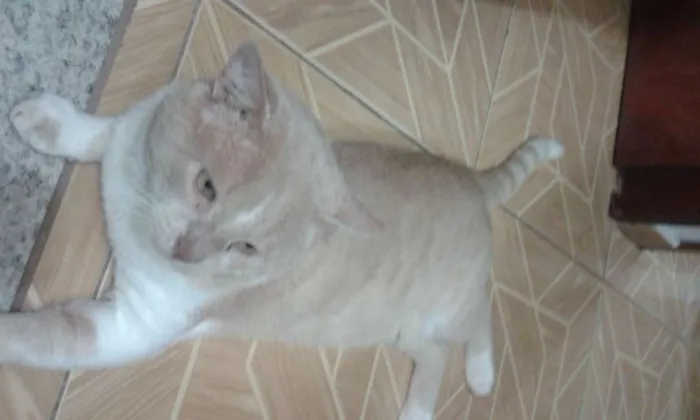 Gato ra a SRD idade 6 ou mais anos nome Dandan Chico