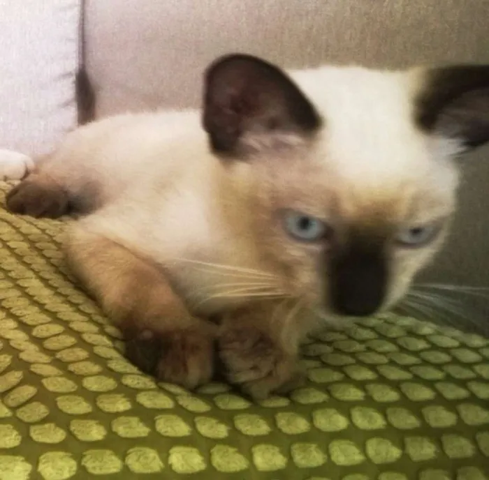 Gato raça Siamês idade 2 a 6 meses nome Belisa