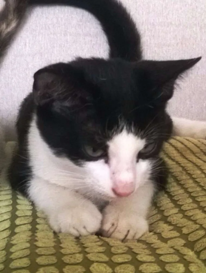 Gato raça SRD idade 2 a 6 meses nome GORDINHO