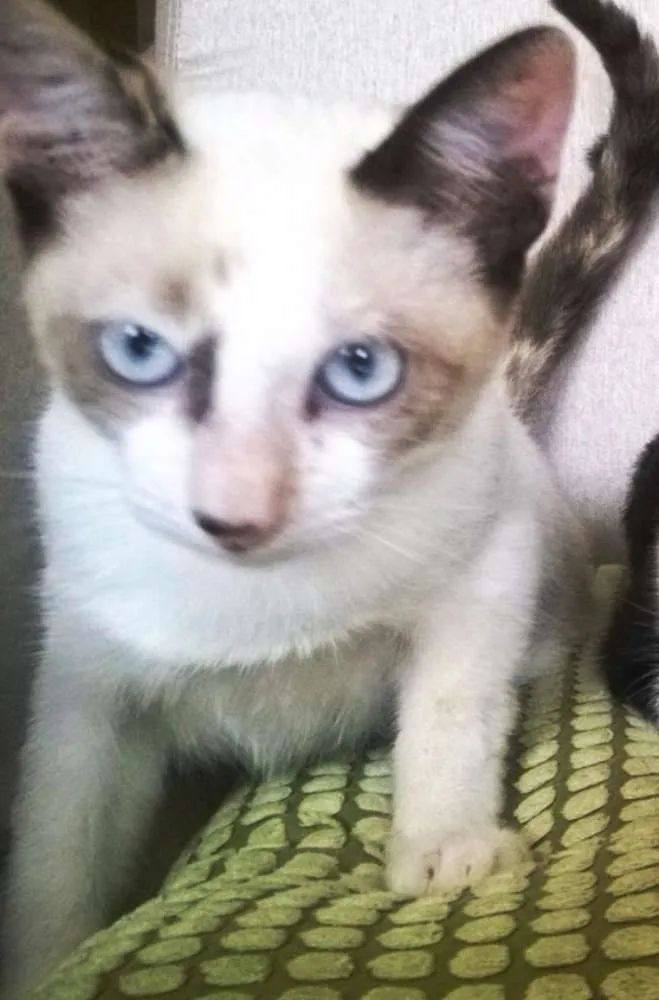 Gato raça Siamês idade 2 a 6 meses nome SAMANTA